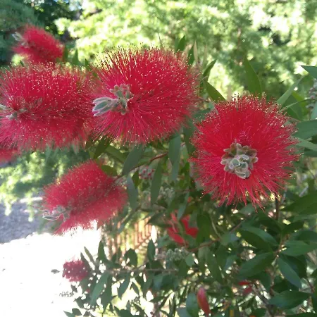 Chatki Saturnina I Chata