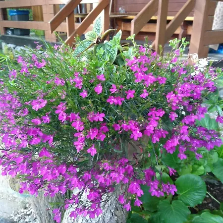 Chatki Saturnina I Chata *